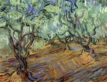 Vincent Van Gogh : Olive Orchard